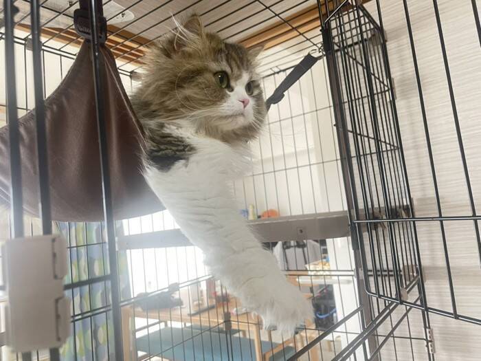 寝ている猫の手を見てみたら…まさかの『綺麗すぎる形』が素敵だと39万表示の反響「思ってた以上にｗ」「帽子かと思ったｗ」の声