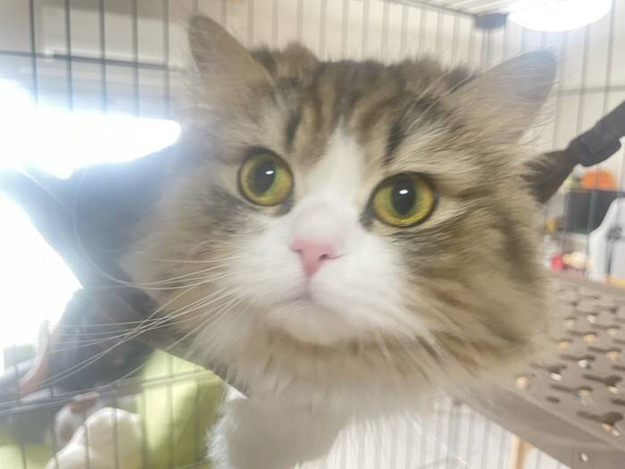 寝ている猫の手を見てみたら…まさかの『綺麗すぎる形』が素敵だと39万表示の反響「思ってた以上にｗ」「帽子かと思ったｗ」の声