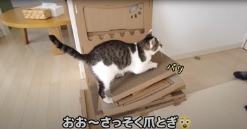 飼い主がダンボールハウスを組み立てていたら、猫が…予想外の『悲劇』に爆笑する人続出「声だして笑った」「コントかなｗ」と16万再生