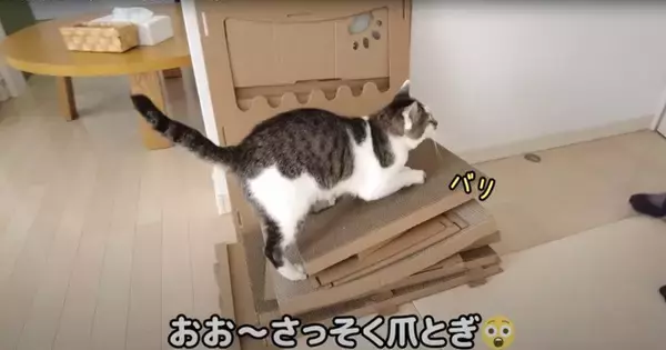 飼い主がダンボールハウスを組み立てていたら、猫が…予想外の『悲劇』に爆笑する人続出「声だして笑った」「コントかなｗ」と16万再生