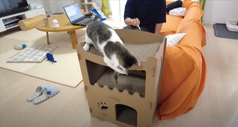 飼い主がダンボールハウスを組み立てていたら、猫が…予想外の『悲劇』に爆笑する人続出「声だして笑った」「コントかなｗ」と16万再生