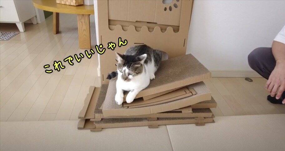 飼い主がダンボールハウスを組み立てていたら、猫が…予想外の『悲劇』に爆笑する人続出「声だして笑った」「コントかなｗ」と16万再生