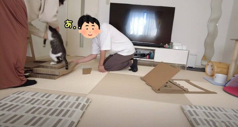 飼い主がダンボールハウスを組み立てていたら、猫が…予想外の『悲劇』に爆笑する人続出「声だして笑った」「コントかなｗ」と16万再生