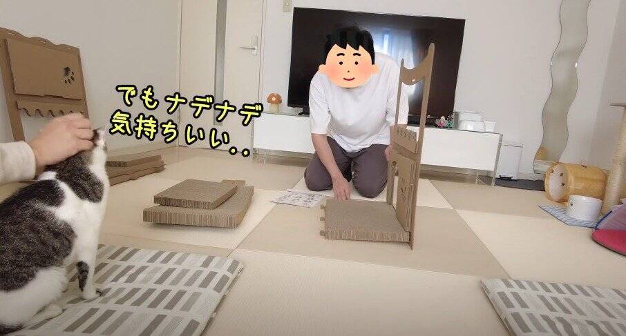 飼い主がダンボールハウスを組み立てていたら、猫が…予想外の『悲劇』に爆笑する人続出「声だして笑った」「コントかなｗ」と16万再生
