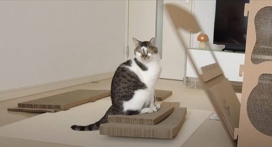 飼い主がダンボールハウスを組み立てていたら、猫が…予想外の『悲劇』に爆笑する人続出「声だして笑った」「コントかなｗ」と16万再生