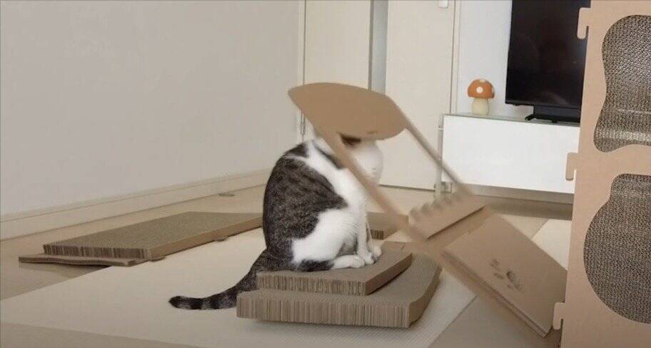 飼い主がダンボールハウスを組み立てていたら、猫が…予想外の『悲劇』に爆笑する人続出「声だして笑った」「コントかなｗ」と16万再生