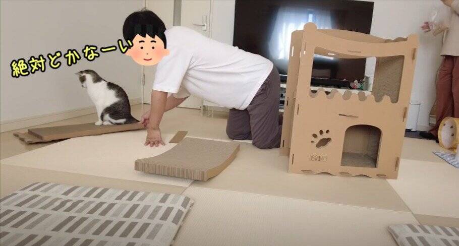 飼い主がダンボールハウスを組み立てていたら、猫が…予想外の『悲劇』に爆笑する人続出「声だして笑った」「コントかなｗ」と16万再生