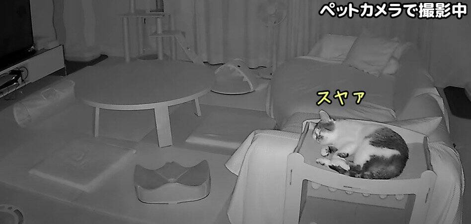 飼い主がダンボールハウスを組み立てていたら、猫が…予想外の『悲劇』に爆笑する人続出「声だして笑った」「コントかなｗ」と16万再生