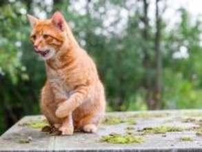 厳しい生活再建の下でも「インフルエンサー猫」が心の支えに　オーストラリア