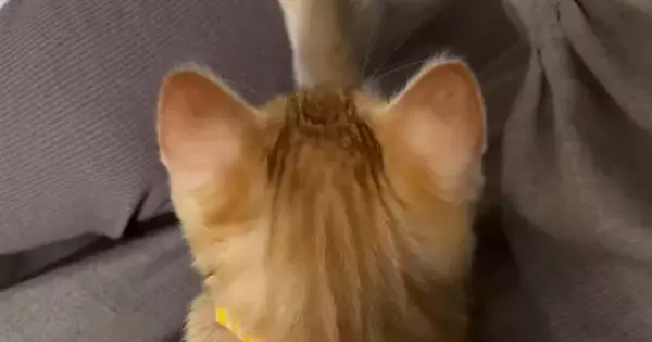 赤ちゃんを寝かしつけていたら、『子猫』がやって来て…予想外の『尊すぎる瞬間』に「うわぁ～ホッコリ」「愛がいっぱいで泣ける」と反響