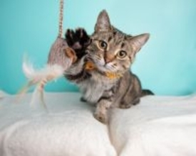 猫が大満足する『上手な遊ばせ方』7選　本能を刺激するテクニックや工夫をご紹介