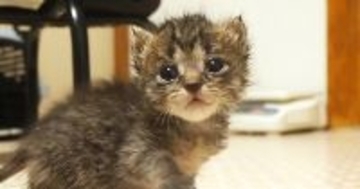 不安そうに歩いていた子猫→『家主を見つけた』次の瞬間…涙が出るほどかわいい光景が113万再生「けしからん」「抱き上げたくなるｗ」