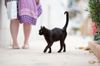 愛猫はスーパー・フレンドリー♡「別宅」7軒をもち、「相棒猫」と近所を遊び回る楽しい毎日