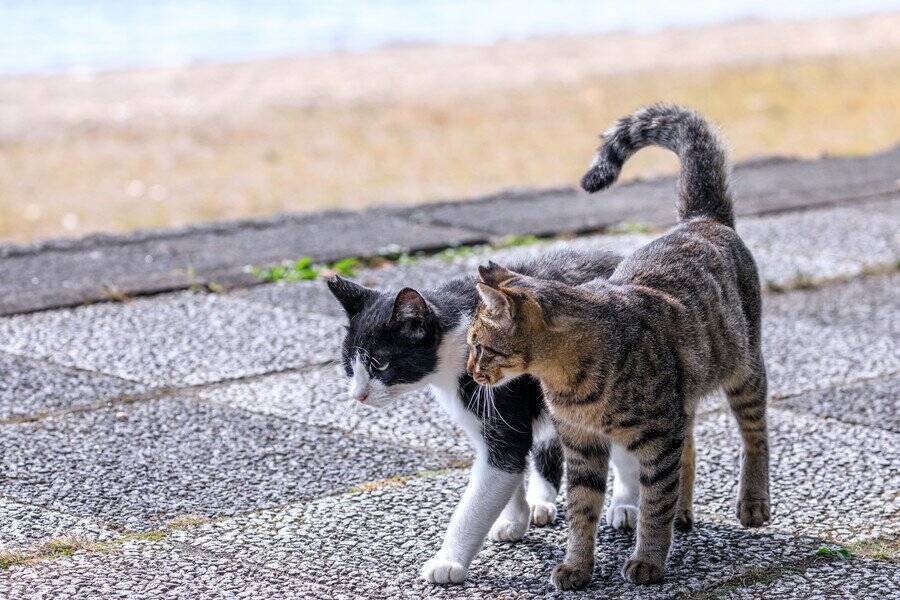 愛猫はスーパー・フレンドリー♡「別宅」7軒をもち、「相棒猫」と近所を遊び回る楽しい毎日