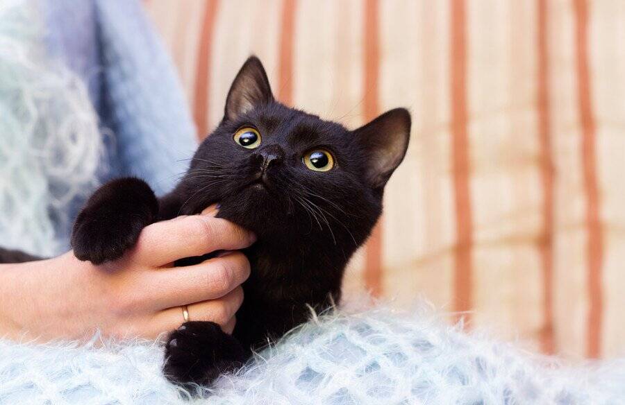 愛猫はスーパー・フレンドリー♡「別宅」7軒をもち、「相棒猫」と近所を遊び回る楽しい毎日