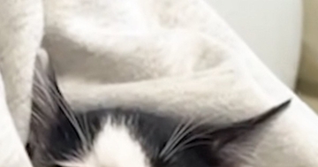 知人が子猫たちに会いに来た日→初対面からわずか5分後の『信じられない光景』が話題に「ぬいぐるみｗ」「連れて帰りたくなるね」