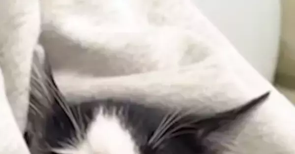 知人が子猫たちに会いに来た日→初対面からわずか5分後の『信じられない光景』が話題に「ぬいぐるみｗ」「連れて帰りたくなるね」