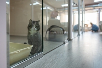 『ペットホテル』に預けられた猫が思っていること5つ　環境の変化による影響や帰宅した後の接し方まで