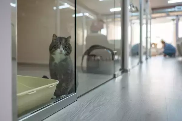 『ペットホテル』に預けられた猫が思っていること5つ　環境の変化による影響や帰宅した後の接し方まで