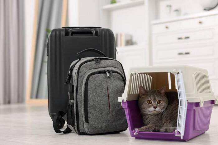 『ペットホテル』に預けられた猫が思っていること5つ　環境の変化による影響や帰宅した後の接し方まで