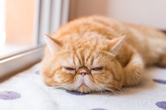 猫がかかる『多発性嚢胞腎』ってどんな病気？見逃せない症状から遺伝との関係性まで解説