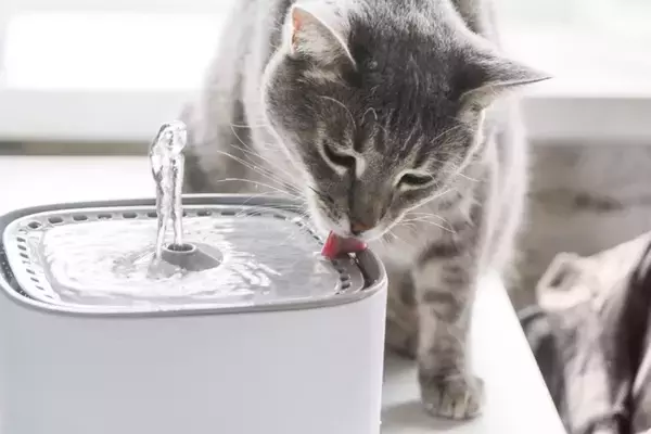 猫が『健康かどうか』を判断するポイント4選　見逃せないサインや異変に気付いたときの対処法