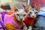 猫に『服』って必要なの？2つの良い点・悪い点や着させるときの注意点も解説