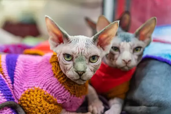 猫に『服』って必要なの？2つの良い点・悪い点や着させるときの注意点も解説
