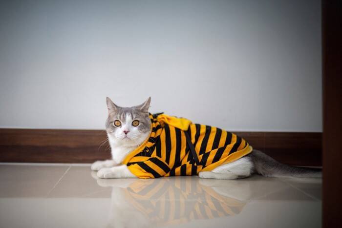 猫に『服』って必要なの？2つの良い点・悪い点や着させるときの注意点も解説