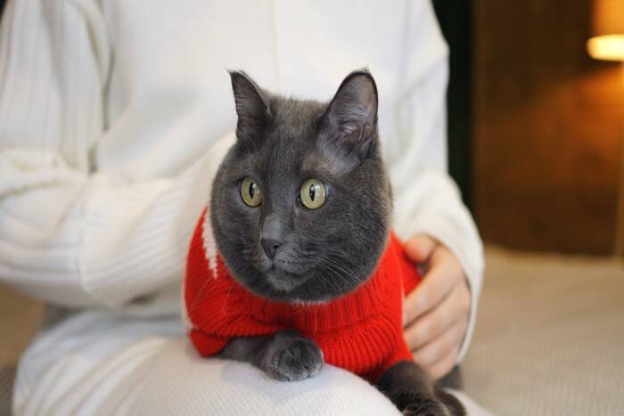 猫に『服』って必要なの？2つの良い点・悪い点や着させるときの注意点も解説