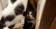 部屋の隅に積まれた段ボール箱で『2匹の猫が遊び始めた』結果…爆笑の展開が83万表示「自分でやったのにｗ」「逃げていくの可愛すぎる」