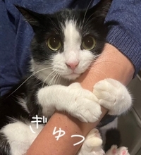 飼い主さんが出かけようとしたら、行ってほしくない猫が…『必死に引き留める様子』が可愛すぎると24万再生「されたい」「仕事休むわｗ」の声