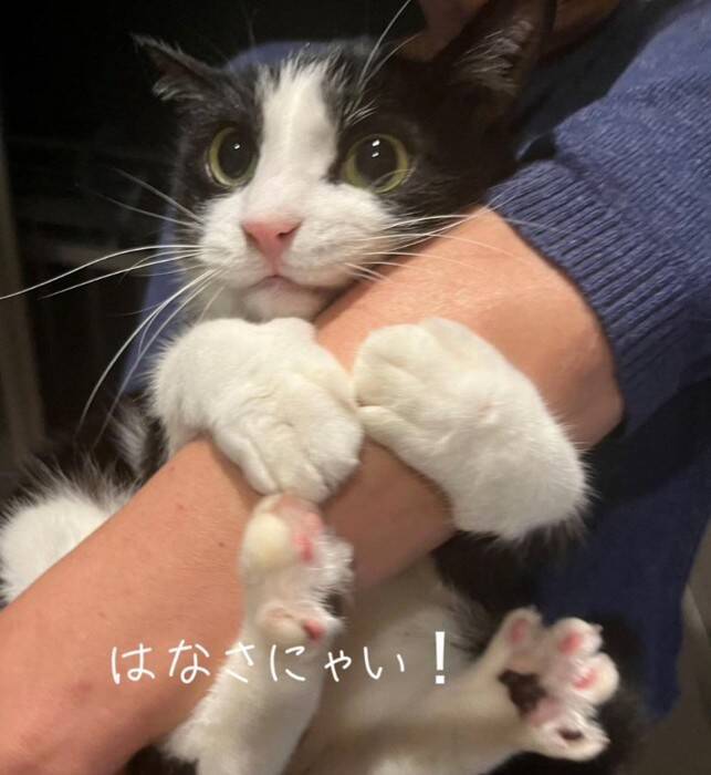 飼い主さんが出かけようとしたら、行ってほしくない猫が…『必死に引き留める様子』が可愛すぎると24万再生「されたい」「仕事休むわｗ」の声