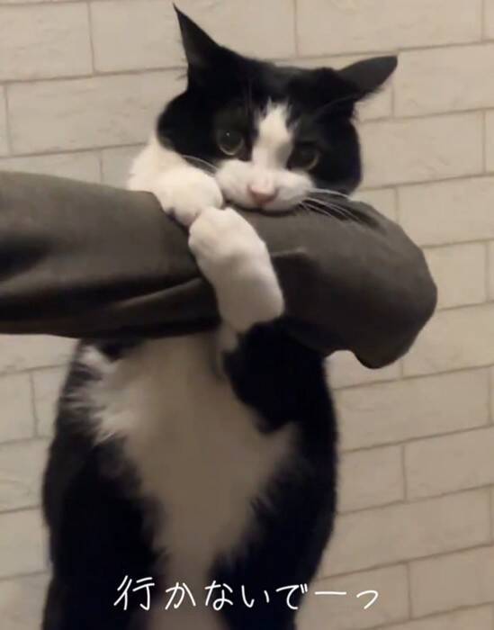 飼い主さんが出かけようとしたら、行ってほしくない猫が…『必死に引き留める様子』が可愛すぎると24万再生「されたい」「仕事休むわｗ」の声
