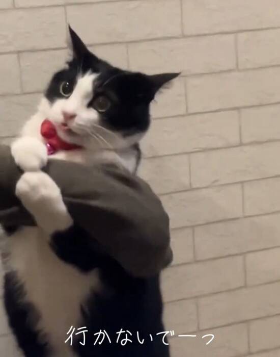 飼い主さんが出かけようとしたら、行ってほしくない猫が…『必死に引き留める様子』が可愛すぎると24万再生「されたい」「仕事休むわｗ」の声