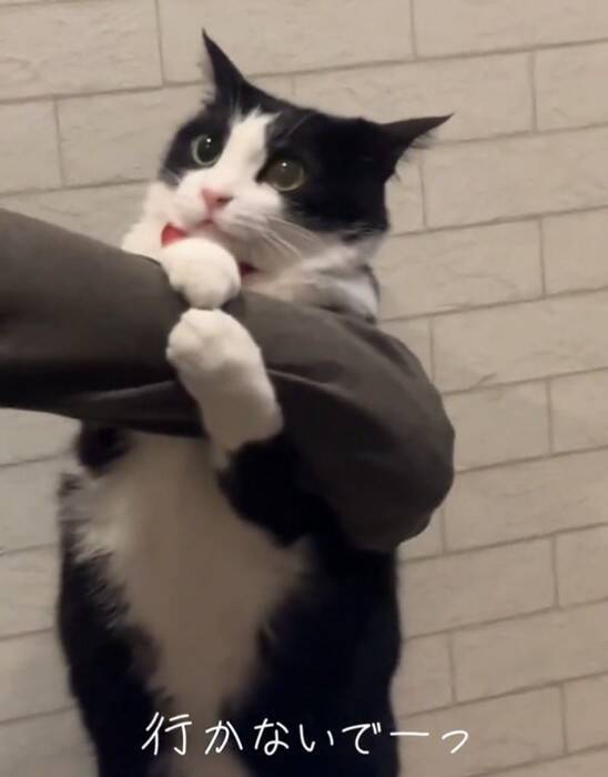飼い主さんが出かけようとしたら、行ってほしくない猫が…『必死に引き留める様子』が可愛すぎると24万再生「されたい」「仕事休むわｗ」の声