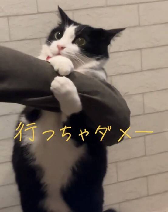 飼い主さんが出かけようとしたら、行ってほしくない猫が…『必死に引き留める様子』が可愛すぎると24万再生「されたい」「仕事休むわｗ」の声