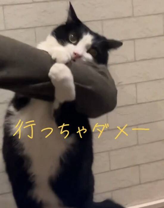 飼い主さんが出かけようとしたら、行ってほしくない猫が…『必死に引き留める様子』が可愛すぎると24万再生「されたい」「仕事休むわｗ」の声