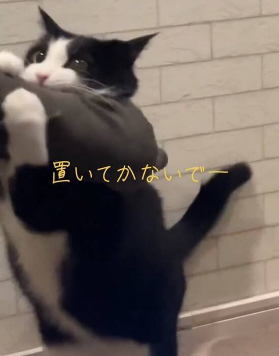 飼い主さんが出かけようとしたら、行ってほしくない猫が…『必死に引き留める様子』が可愛すぎると24万再生「されたい」「仕事休むわｗ」の声