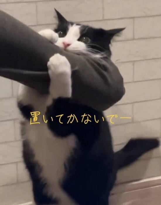 飼い主さんが出かけようとしたら、行ってほしくない猫が…『必死に引き留める様子』が可愛すぎると24万再生「されたい」「仕事休むわｗ」の声
