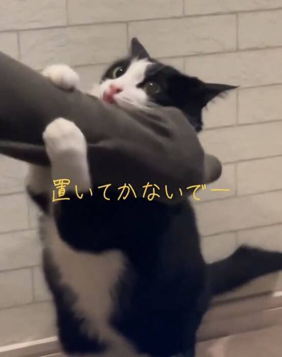 飼い主さんが出かけようとしたら、行ってほしくない猫が…『必死に引き留める様子』が可愛すぎると24万再生「されたい」「仕事休むわｗ」の声