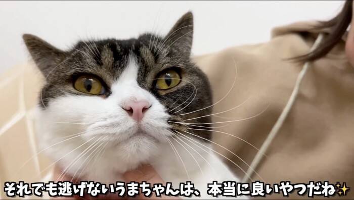 猫への愛が限界突破してしまったママ→思わず耳を食べてしまった結果…『可愛すぎる反応』が28万再生「たまらん」「食べられたｗ」