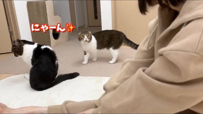 猫への愛が限界突破してしまったママ→思わず耳を食べてしまった結果…『可愛すぎる反応』が28万再生「たまらん」「食べられたｗ」