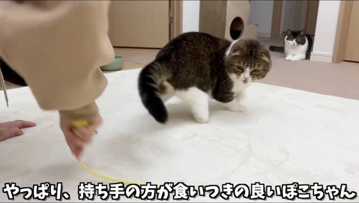 猫への愛が限界突破してしまったママ→思わず耳を食べてしまった結果…『可愛すぎる反応』が28万再生「たまらん」「食べられたｗ」