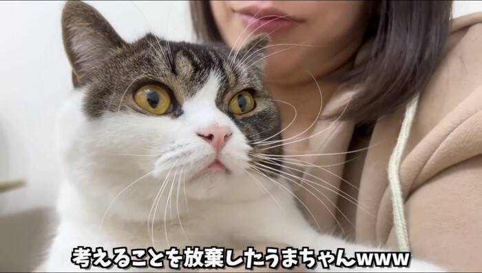 猫への愛が限界突破してしまったママ→思わず耳を食べてしまった結果…『可愛すぎる反応』が28万再生「たまらん」「食べられたｗ」