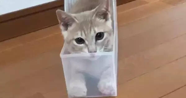 透明なケースの中に入っていた子猫→『イカ耳になった』かと思ったら、次の瞬間…まさかの展開が80万再生「びっくりした」「耳がすごいｗｗ」