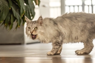 猫が『亡くなる直前』にみせる兆候5つ　限られた時間で飼い主ができることもご紹介