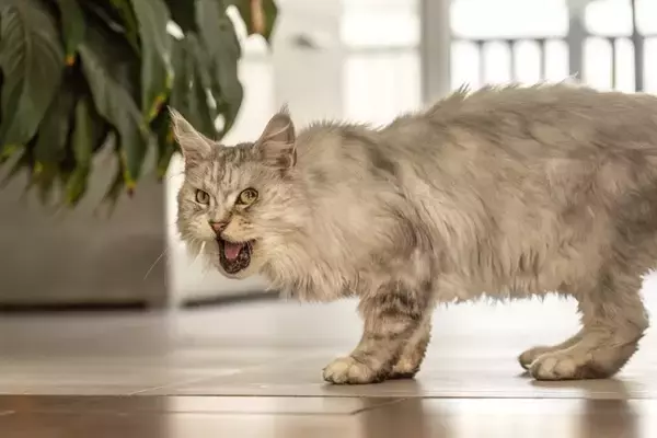 猫が『亡くなる直前』にみせる兆候5つ　限られた時間で飼い主ができることもご紹介