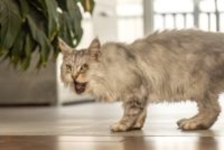 猫が『亡くなる直前』にみせる兆候5つ　限られた時間で飼い主ができることもご紹介