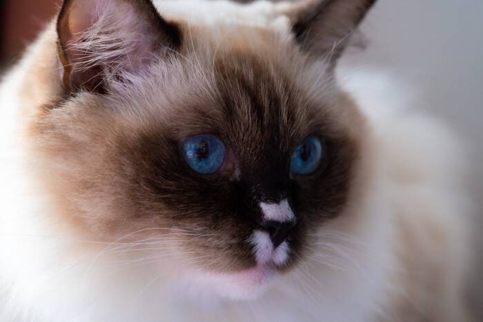 『ポイントカラー』を持っている猫種3選　それぞれの魅力からルーツまでご紹介